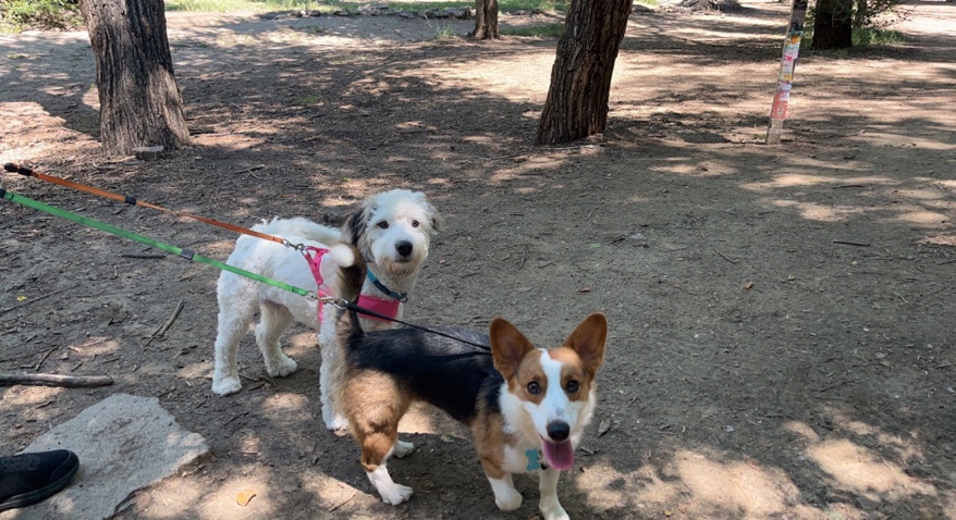 Mia and Rosa need new home must have yard