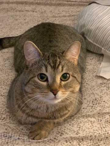 American Shorthair – maki, 3 year old cat