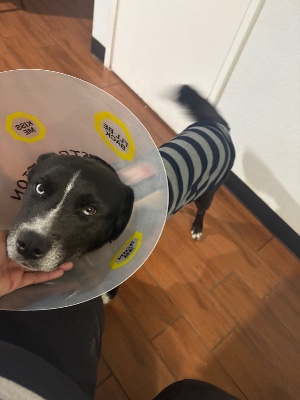 Labrador Husky – Lab mixed loving 17 month old puppy looking for new loving home – Irvine
