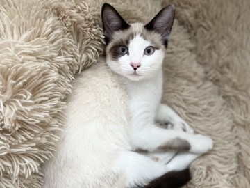 Siamese – Siamese/Ragdoll mix cat – Fenton