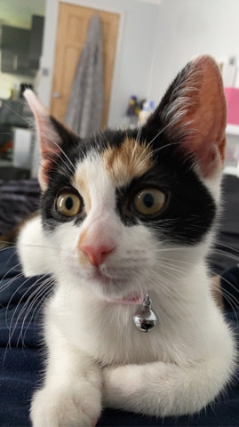 Russian White, Black and Tabby – Cute female tabby kitten