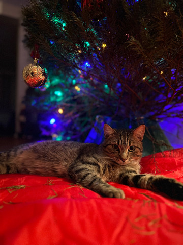 Russian White, Black and Tabby – Joey boy cat