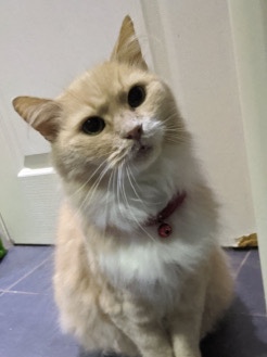 Ragdoll – Ronald
