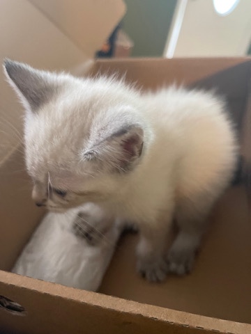 White Kitten