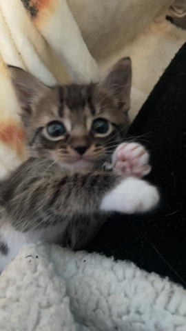 male kitten