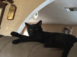 Rehoming – Indio