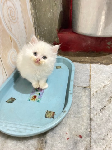 Persian (Modern) – Persian Kitten for sale