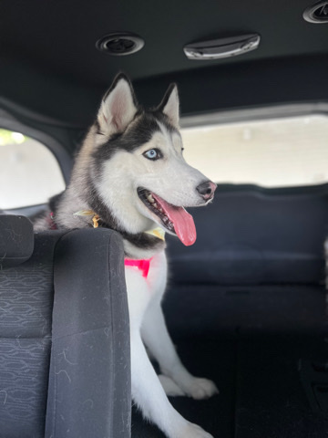 Siberian Husky – Princess