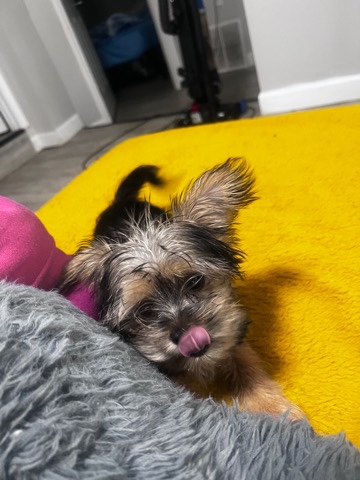 Shih Tzu – Shorkie