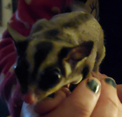 sugar glider joey female