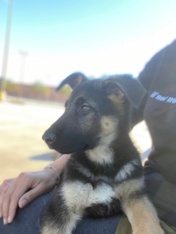 German Shepherd – German Shepherd