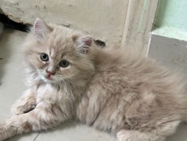 Persian (Modern) – persian cats at sale – Chennai