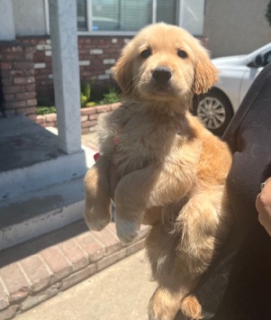 AKC Golden Retrievers’s Full bread