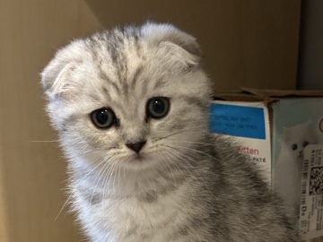 Scottish Fold - Scottish Fold male.  available for adoption in Spartanburg