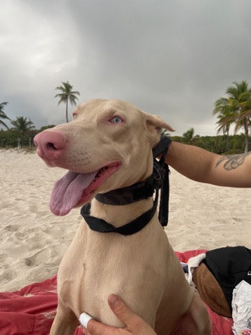 Doberman Pinscher – White Doberman