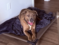 American Pit Bull Terrier – Rehoming My Sweet Boy! – Spring Hill