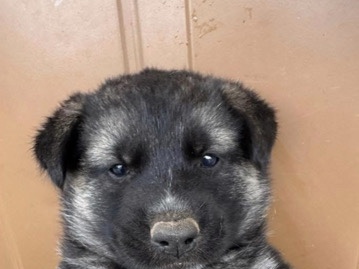 German Shepherd – Selling a puppy – Turlock