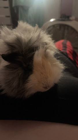 Any – guinea pig looking for a new home!