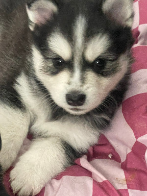 Bring Vahgar home with you.