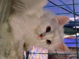 Persian (Traditional) – persian cat