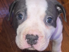 American Bulldog – XL BULLY – Fayetteville