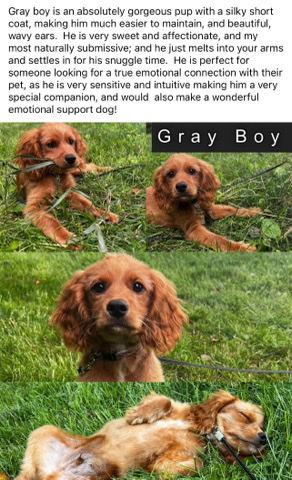 Cavalier King Charles Spaniel – Cavapoo puppies