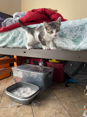 Russian White, Black and Tabby – Kitten For Sale!! (Little Rock, Arkansas)