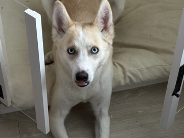 Siberian Husky – rehoming – San Antonio
