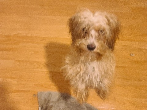 Pomeranian - Shitzu/ Pomeranian/Poodle  available for adoption in Edmonton