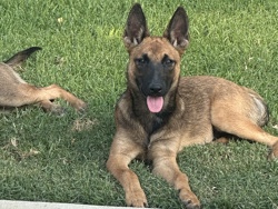 Belgian Shepherd Dog (Malinois) – This Lovely dog needs a New Loving home – Baldwin Park