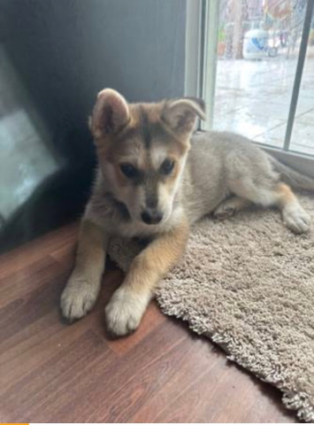 Husky Pup 3 Months