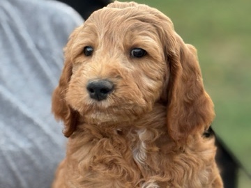 Goldendoodle – Needs a home – Cypress
