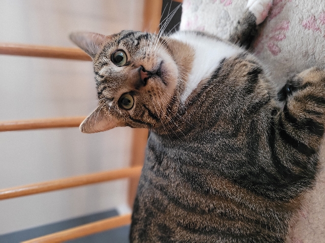 Rehoming Leo 2yo Tabby