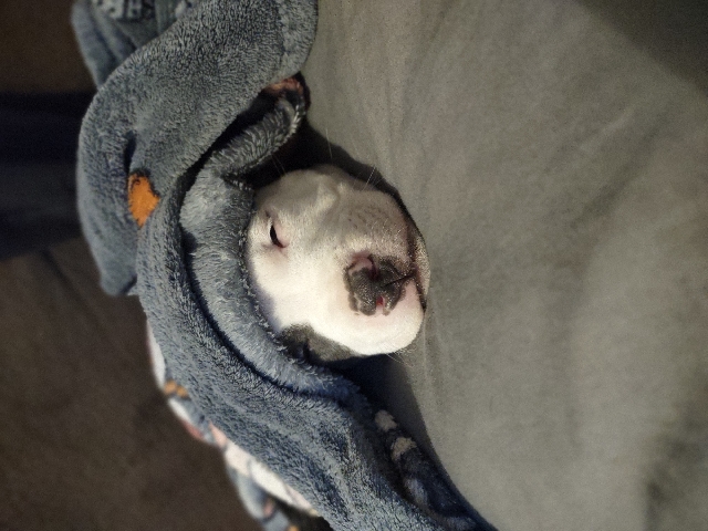 American Pit Bull Terrier – blue nosed pit puppy