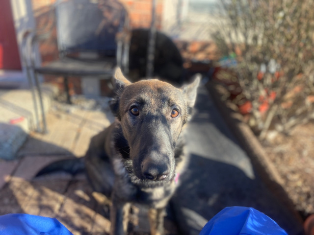 German Shepherd – German Shep needs a home