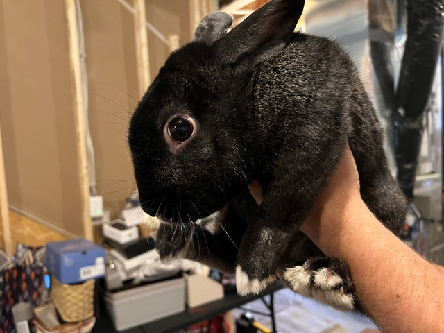 Mini Rex – Black/Gray Mini Rex Rabbit
