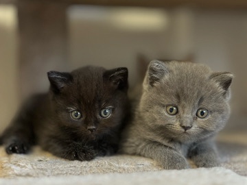 British Shorthair - Süße BKH Kitten – stubenrein & verspielt 🐾 available for adoption in Troisdorf