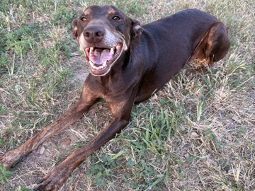 Doberman Pinscher – Cocoa 🤎 – Texas City