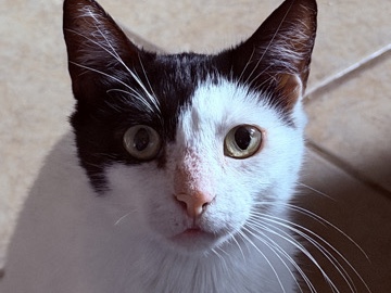 American Shorthair – Polkadot – Los Angeles