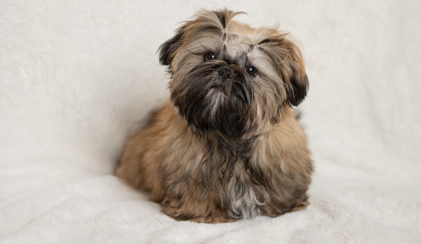Shih Tzu – Simba