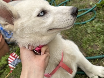 Siberian Husky – sugarrr – Lamberton