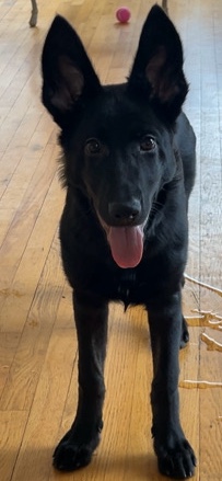 German Shepherd – German Shepherd/ Malinois