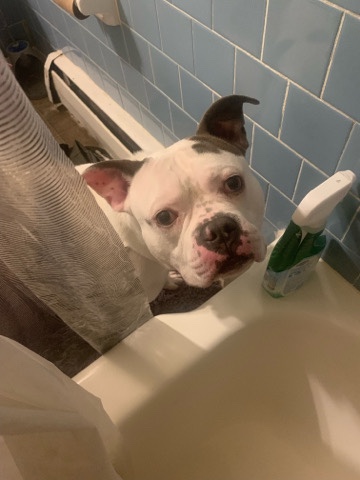 American Bulldog – Bully The Dog