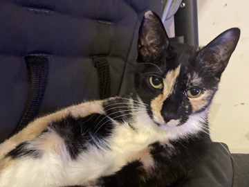 female cat – New York