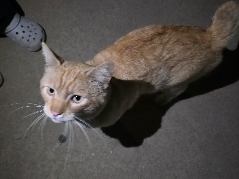 Orange Cat – Pico Rivera