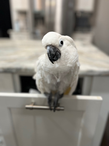 Umbrella Cockatoo