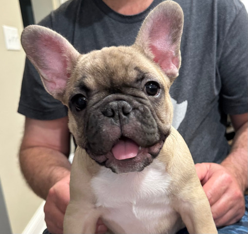 French Bulldog – French Bulldog Puppy - Ready Now