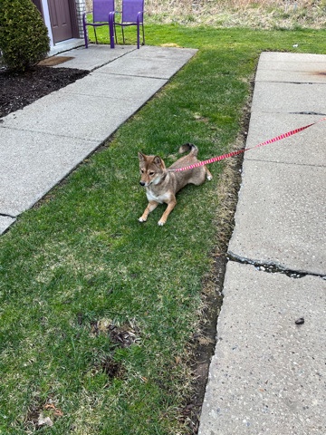 Shiba Inu – Shiba Inu, Luna Female price is negotiable