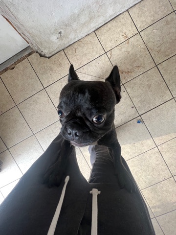 French Bulldog – Frenchie for sale