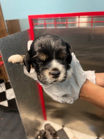 English Cocker Spaniel – Furbabies
